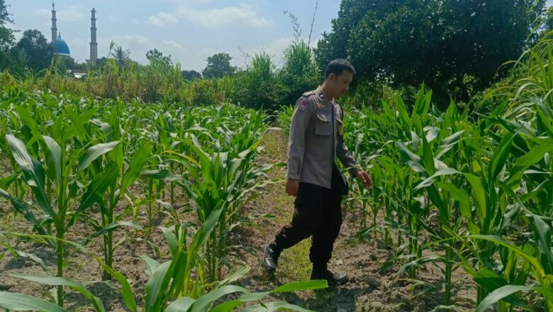 Bhabinkamtibmas Perampuan Ajak Warga Manfaatkan Lahan Kosong Jadi Pekarangan Bergizi
