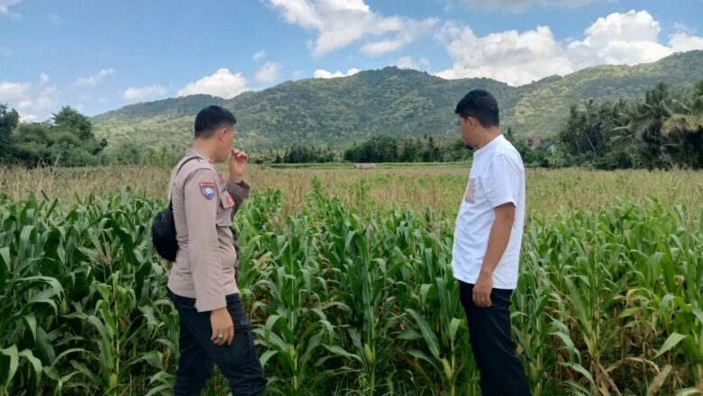 Sinergi Bhabinkamtibmas dan Kelompok Tani Kuripan Selatan Dukung Program Pangan Nasional