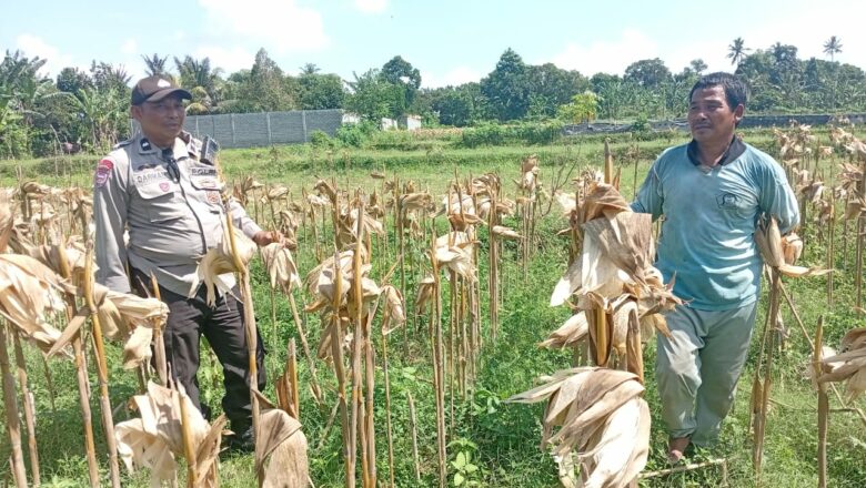Bhabinkamtibmas Merembu Tinjau Lahan Pertanian dan Antisipasi Dampak Musim Hujan