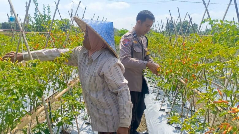 Perkuat Kamtibmas dan Pangan, Bhabinkamtibmas Perampuan Sambangi Warga Karang Bayan