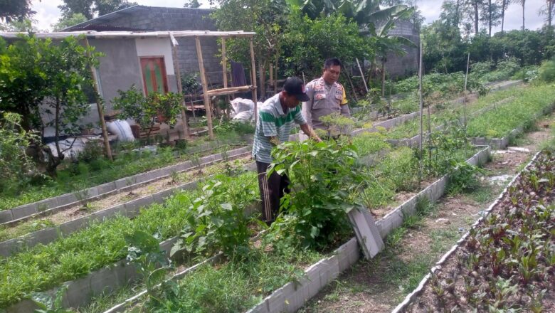 Kolaborasi Polri–Petani Dusun Tegal Perkuat Ketahanan Pangan di Desa Jagaraga