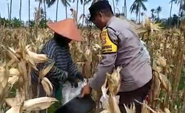 Jaga Ketahanan Pangan, Bhabinkamtibmas Desa Jembatan Kembar Ajak Diversifikasi Pertanian