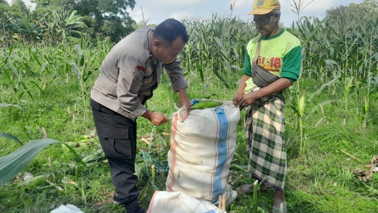 Bhabinkamtibmas Bagik Polak Barat Panen Raya Bersama Petani Lombok Barat