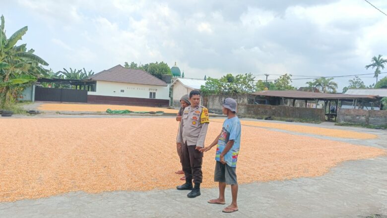 Ketahanan Pangan Lombok Barat: Stok Jagung 30 Ton Terpantau di Gerung