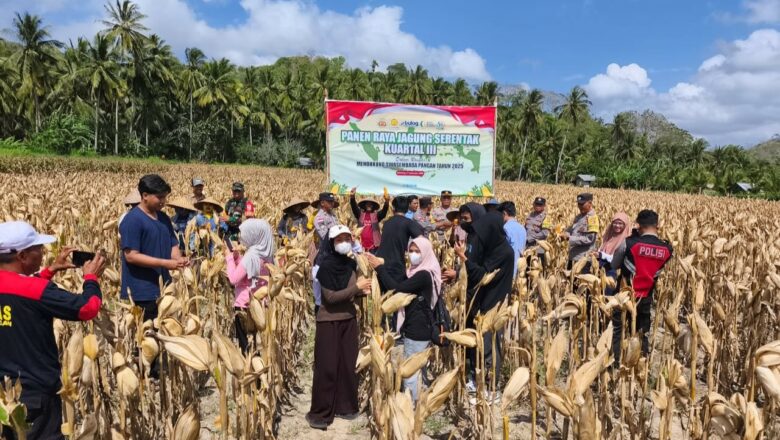 Sinergi Polri dan Petani, Panen Raya Jagung Kuartal III Sukses di Sekotong