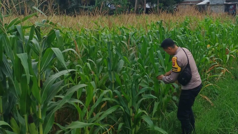 Sinergi Polri dan Poktan Tunggulawang untuk Ketahanan Pangan di Kuripan Selatan