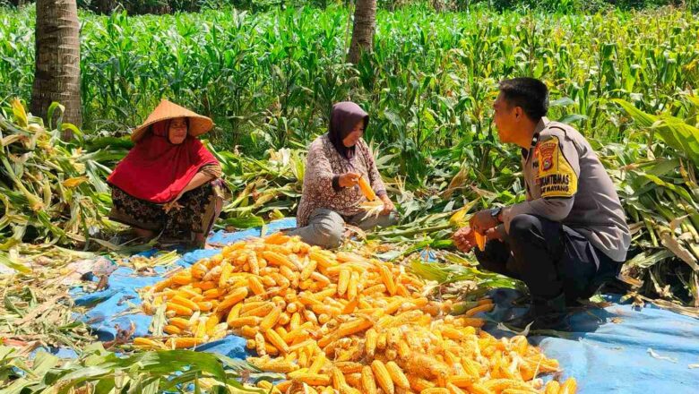 Sambang Bhabinkamtibmas di Lembar: Petani Jagung Dapat Dukungan Ketahanan Pangan