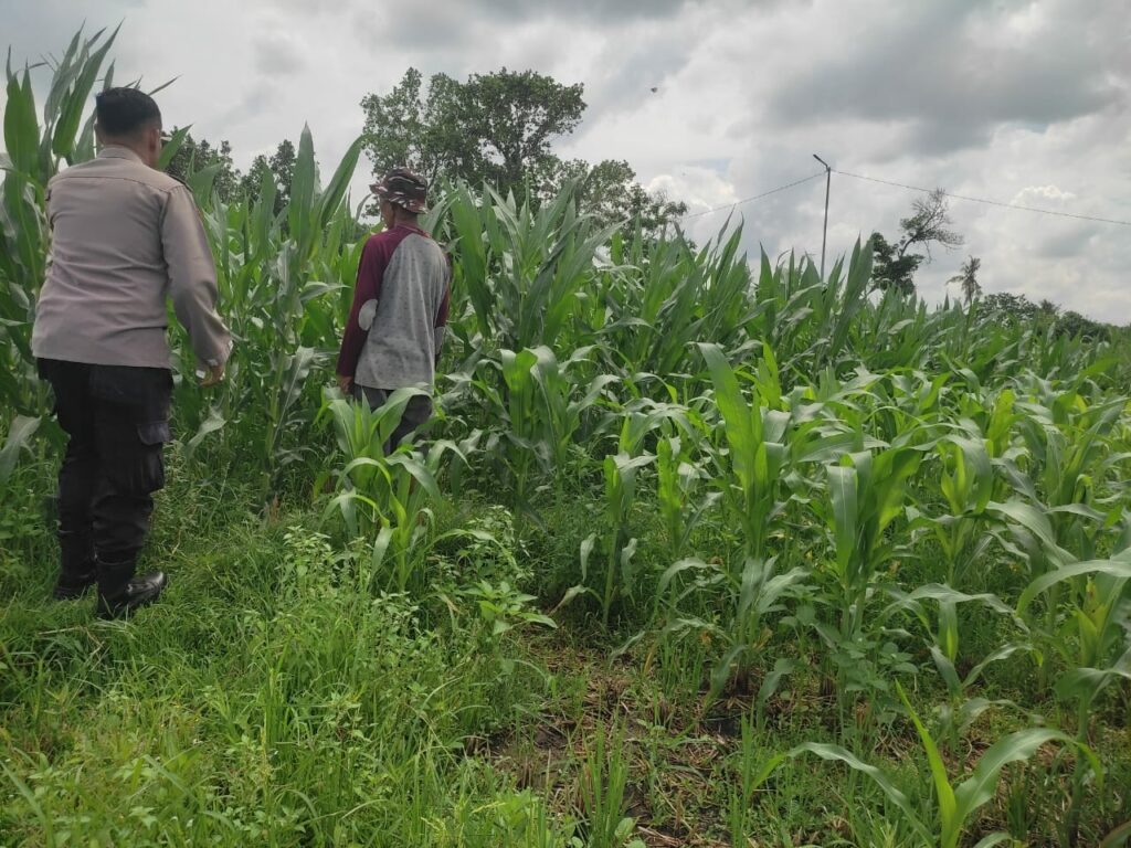 Polri Aktif Kawal Pertanian Jagung di Desa Kuranji Dalang, Labuapi Lombok Barat
