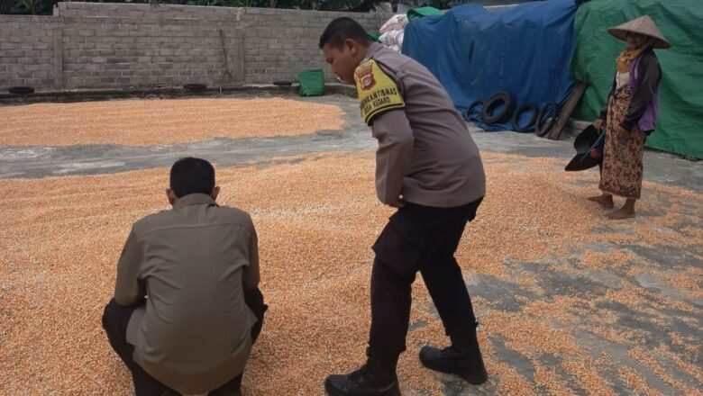 Bhabinkamtibmas Kedaro Dampingi Bulog NTB Survei Kualitas Jagung