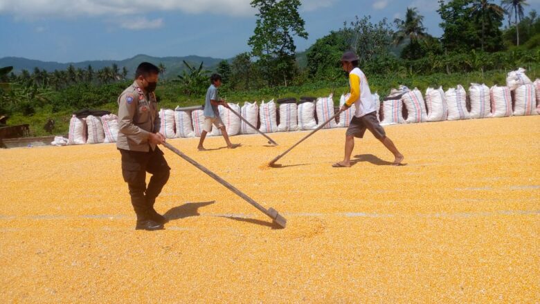 Polri Pastikan Jagung Petani Kuripan Penuhi Standar Bulog 14 Persen Kadar Air