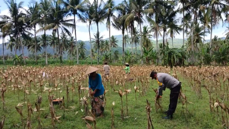 Polsek Gerung Kawal Proses Panen Jagung Petani di Giri Tembesi