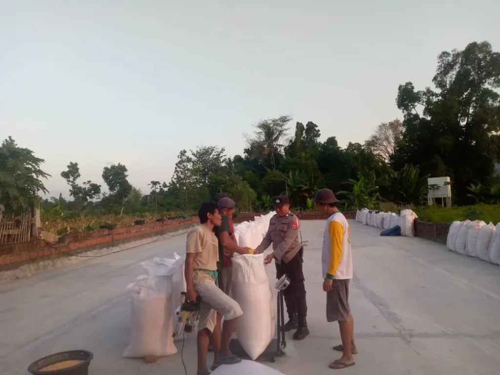 Jagung Petani Gerung Lolos Uji Kualitas, Siap Diserap Bulog NTB