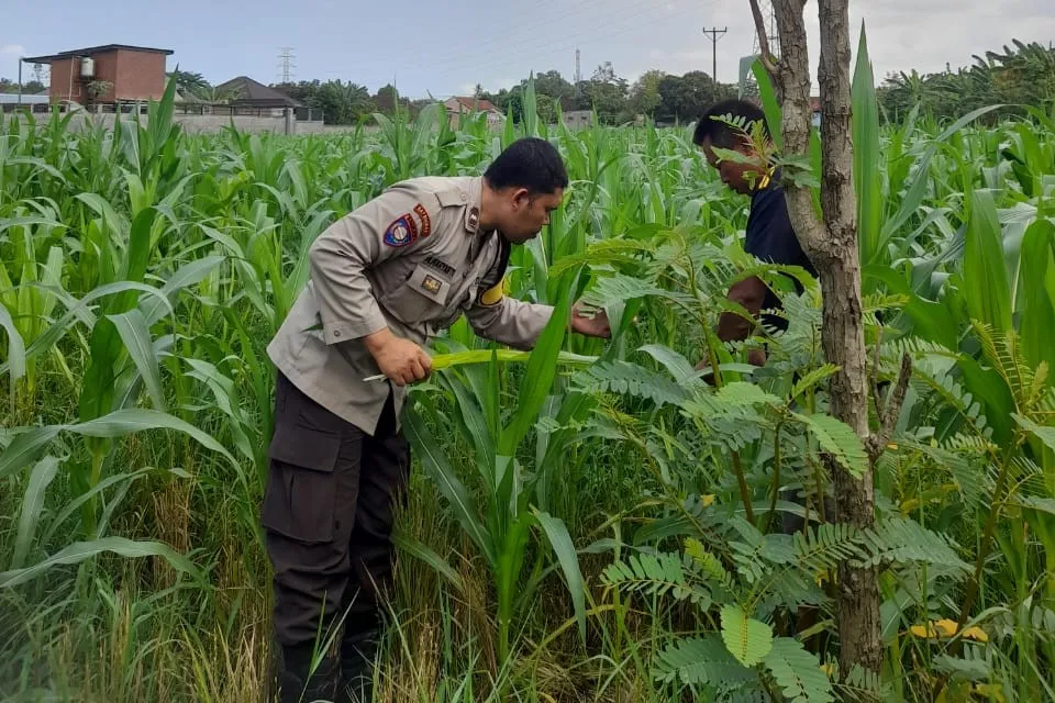 Lombok Barat, NTB – Komitmen Kepolisian Negara Republik Indonesia (Polri) dalam mendukung program ketahanan pangan nasional terus diwujudkan hingga ke tingkat desa. Di wilayah hukum Polres Lombok Barat, upaya nyata ini ditunjukkan melalui peran aktif Bhabinkamtibmas yang intensif mendampingi para petani. Salah satunya adalah kegiatan sambang yang dilakukan oleh Bhabinkamtibmas Desa Gelogor, Aipda Ahyar Haryanto, di Dusun Gelogor Selatan pada hari Rabu, 8 Oktober 2025. Sejak pukul 09.25 Wita, Aipda Ahyar Haryanto telah berada di tengah-tengah warga dan lahan pertanian, khususnya tanaman jagung, yang menjadi komoditas unggulan di daerah tersebut. Kegiatan ini tidak hanya sebatas kunjungan rutin, melainkan merupakan perwujudan sinergi antara aparat keamanan dengan masyarakat dalam menjamin ketersediaan pangan di tingkat lokal. Motivasi dan Pendampingan Langsung di Lahan Pertanian Dalam kunjungannya, Aipda Ahyar Haryanto berinteraksi langsung dengan para petani, melihat dari dekat kondisi tanaman jagung mereka, serta mendengarkan aspirasi dan kendala yang dihadapi. Kehadiran Bhabinkamtibmas di tengah areal persawahan ini memiliki nilai strategis ganda, yaitu menjaga keamanan dan ketertiban masyarakat (Kamtibmas) sekaligus memberikan motivasi dan dukungan moril dalam meningkatkan hasil panen. Petani di Dusun Gelogor Selatan menyambut baik kehadiran Aipda Ahyar Haryanto. Mereka merasa diperhatikan dan mendapatkan suntikan semangat untuk lebih giat dalam mengelola lahan. Tanaman jagung yang menjadi fokus sambang kali ini diharapkan dapat berkontribusi signifikan terhadap pasokan pangan, baik untuk kebutuhan lokal maupun nasional. Polri Dorong Peningkatan Semangat Bertani Warga Peran Bhabinkamtibmas dalam program ketahanan pangan merupakan bagian integral dari tugas tambahan Polri. Mereka berfungsi sebagai jembatan komunikasi yang efektif antara program-program pemerintah di sektor pertanian dengan implementasinya di masyarakat petani. Hal ini sejalan dengan arahan pimpinan Polri untuk menjadikan personel di lapangan sebagai motor penggerak pembangunan dan kesejahteraan masyarakat. Kepala Bagian Sumber Daya Manusia (Kabag SDM) Polres Lombok Barat, AKP Taufik Hidayat, S.H., menegaskan bahwa dukungan terhadap sektor pertanian adalah prioritas. Beliau menyoroti pentingnya peran Bhabinkamtibmas sebagai ujung tombak dalam mencapai sasaran ketahanan pangan. “Kami dari Polres Lombok Barat sangat serius mendukung program pemerintah di bidang ketahanan pangan. Kehadiran Bhabinkamtibmas seperti Aipda Ahyar Haryanto di Desa Gelogor adalah bukti nyata komitmen kami,” ujar AKP Taufik Hidayat, S.H. Beliau melanjutkan, “Kami berharap para petani di Gelogor, khususnya yang membudidayakan jagung, terus semangat dan konsisten dalam merawat tanamannya. Aipda Ahyar Haryanto bertugas untuk memotivasi mereka agar lebih giat dalam bertani, karena keberhasilan pertanian adalah fondasi utama dari ketahanan pangan daerah kita.” Kontribusi Jagung dalam Mewujudkan Swasembada Pangan Komoditas jagung memiliki peran vital sebagai salah satu penopang utama kebutuhan pangan dan pakan di Indonesia. Peningkatan produksi jagung di daerah seperti Gelogor, Lombok Barat, secara langsung akan memperkuat swasembada pangan nasional dan stabilitas harga komoditas. Melalui kegiatan sambang ini, Bhabinkamtibmas juga menyampaikan pesan-pesan yang bersifat edukatif. Selain memberikan dorongan, mereka turut mengingatkan petani mengenai pentingnya pola tanam yang efisien, penggunaan bibit unggul, serta upaya pencegahan gangguan keamanan di lahan pertanian. Kolaborasi dengan instansi terkait, seperti Penyuluh Pertanian Lapangan (PPL), akan terus diperkuat untuk memberikan bimbingan teknis yang optimal kepada warga. Dengan sinergi yang kuat antara Polri, khususnya Bhabinkamtibmas, dan seluruh elemen masyarakat petani, diharapkan Desa Gelogor dapat menjadi contoh keberhasilan dalam mewujudkan masyarakat yang mandiri secara pangan, sehat, dan sejahtera. Keaktifan Aipda Ahyar Haryanto dalam mendampingi petani menjadi cerminan bahwa aparat keamanan tidak hanya bertugas menjaga keamanan, tetapi juga menjadi mitra strategis dalam upaya meningkatkan kesejahteraan dan ketahanan pangan bangsa.