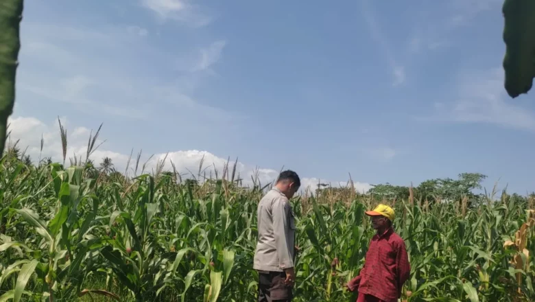 Polisi Turun ke Sawah, Dukung Ketahanan Pangan di Kuranji Dalang