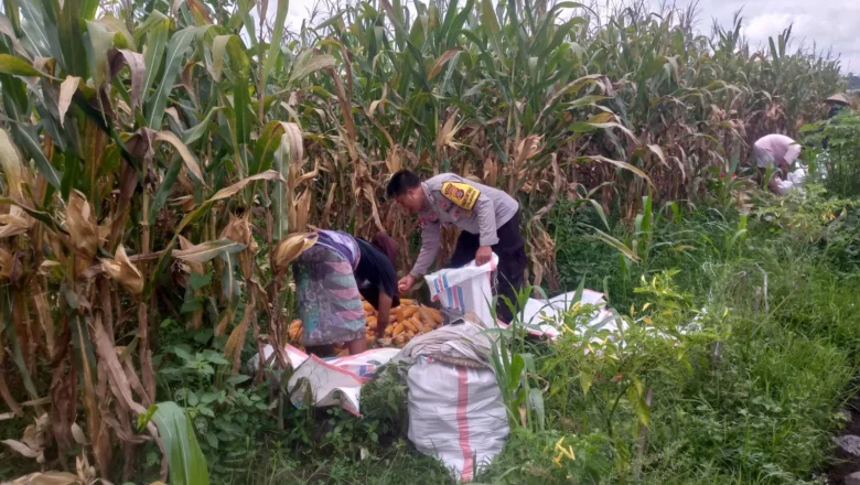 Aksi Nyata Polri Wujudkan Ketahanan Pangan dari Desa Jagaraga