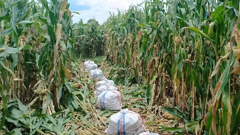 Kolaborasi Polisi dan Petani di Lombok Barat Beri Hasil Panen Melimpah