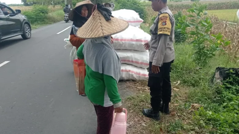 Sinergi Polri dan Petani, Panen Jagung di Dasan Geres Sukses Besar