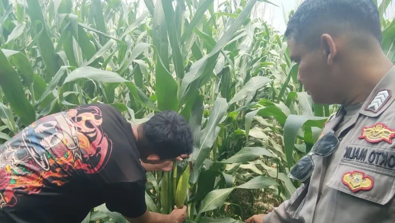 Petani di Kuranji Dalang Tak Alami Kendala Pupuk, Polsek Labuapi Apresiasi