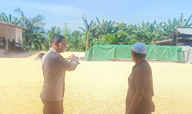 Jagung Babussalam Jadi Penopang Pakan Ternak di Lombok dan Bali