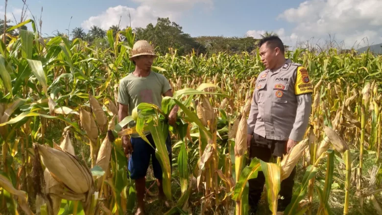 Ketahanan Pangan di Kuripan: Polri Turun Langsung Dampingi Petani