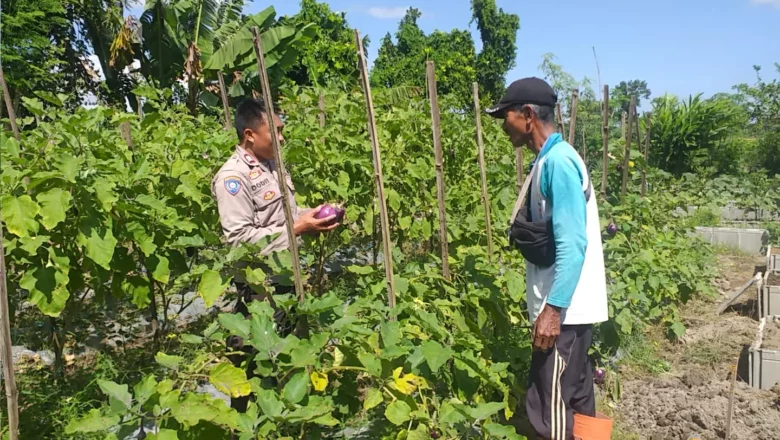 Petani di Lombok Barat Termotivasi, Sawah Diubah Jadi Kebun Sayur