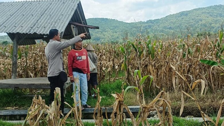 Sinergi Polri dan Petani Babussalam Hasilkan Panen Jagung 3 Ton Lebih