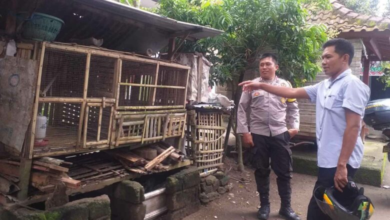 Program Ketahanan Pangan, Warga Jagaraga Mulai Beternak Ayam