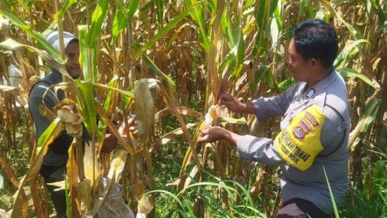 Polsek Kediri Galakkan Swasembada Pangan di Lombok Barat