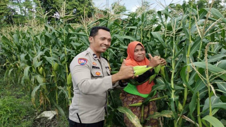 Dukung Program Pemerintah, Polsek Labuapi Gencarkan Edukasi Ketahanan Pangan