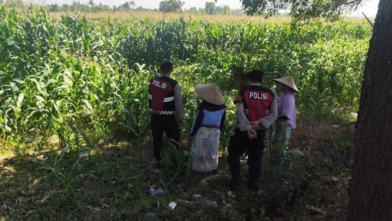 Aksi Sat Samapta Polres Lobar Kawal Panen dan Distribusi Pupuk