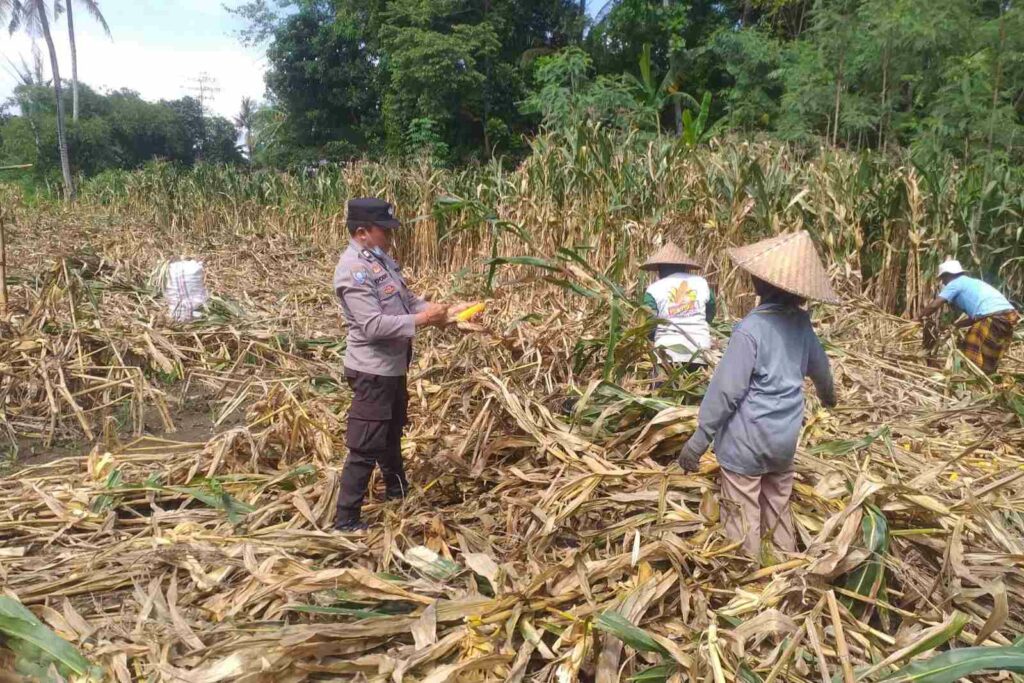 Kemandirian Pangan: Bhabinkamtibmas Kuripan Kunjungi Petani Jagung