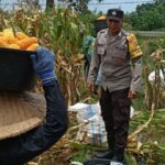 Panen Jagung Lombok Barat Lancar, Bhabinkamtibmas Babussalam Jadi Garda Terdepan Ketahanan Pangan