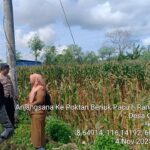 Dukung Ketahanan Pangan, Bhabinkamtibmas dan PPL Dampingi Petani Panen Jagung di Lobar