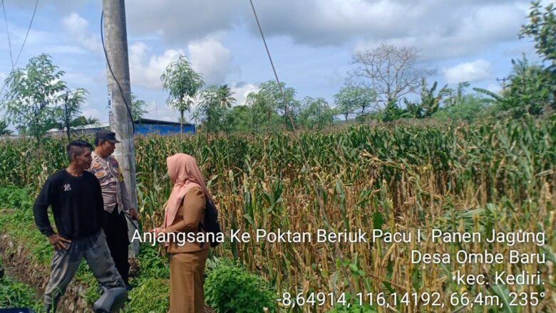 Dukung Ketahanan Pangan, Bhabinkamtibmas dan PPL Dampingi Petani Panen Jagung di Lobar