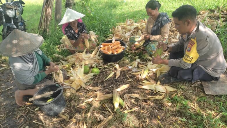 Petani Jagung di Lombok Barat Kini Tenang, Ini Sosok di Baliknya