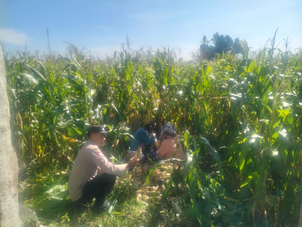Jagung Lelede Panen Raya, Polri Pastikan Proses Aman dan Harga Stabil