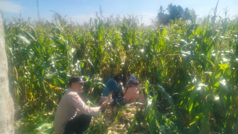 Bhabinkamtibmas Kediri Kawal Panen Jagung, Petani Lelede Merasa Tenang