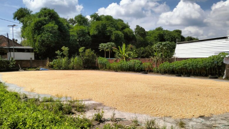 Petani Bagik Polak Didorong Jual Panen ke Bulog demi Harga Stabil