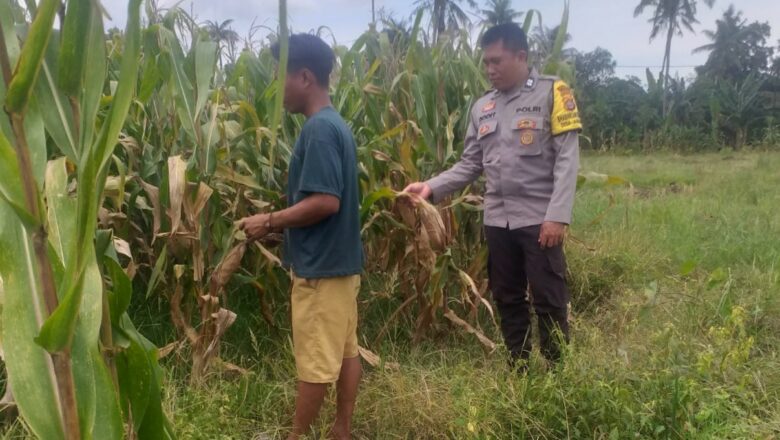 Langkah Humanis Polsek Kuripan Perkuat Ketahanan Pangan Desa