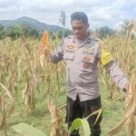Sinergi Polisi dan Petani, Panen Jagung di Beleka Jadi Contoh Ketahanan Pangan