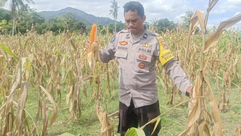 Sinergi Polisi dan Petani, Panen Jagung di Beleka Jadi Contoh Ketahanan Pangan