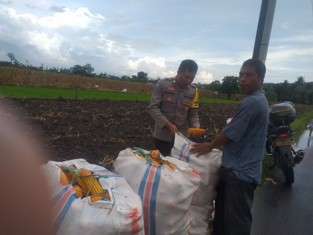 Harga Jagung di Lombok Barat: Polisi Imbau Petani Jual ke Bulog