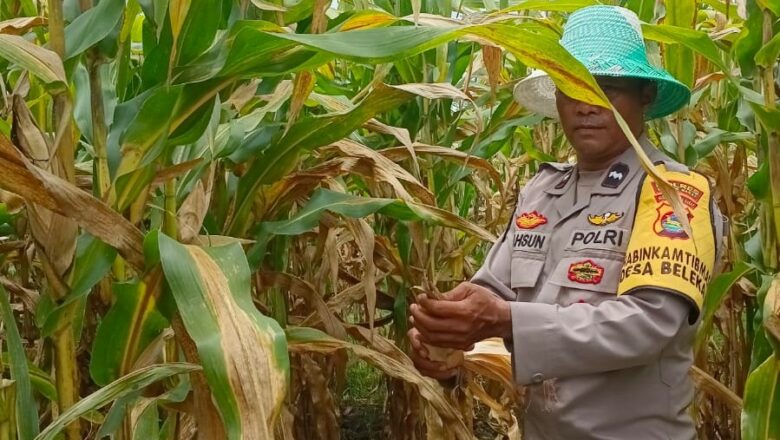 Panen Jagung di Lombok Barat Berjalan Lancar, Polri Turun Langsung Kawal Distribusi