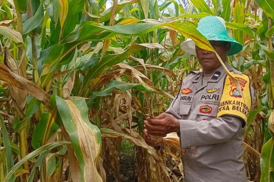Bhabinkamtibmas Desa Beleka Dampingi Petani Serahkan Hasil Panen ke Bulog