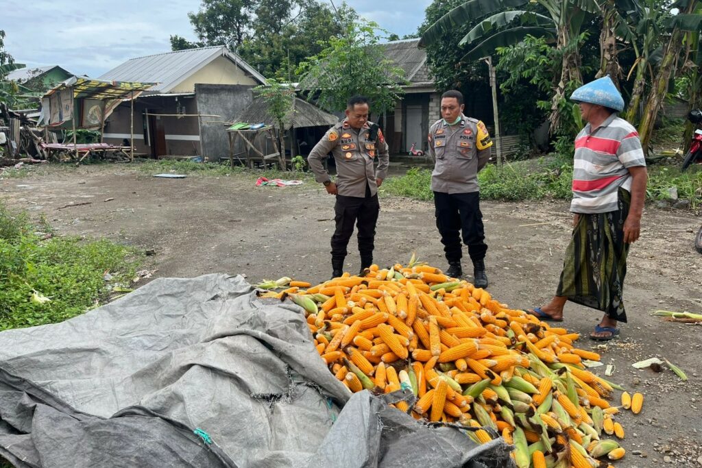 Polsek Labuapi Bantu Petani Amankan Harga Panen Jagung ke Bulog
