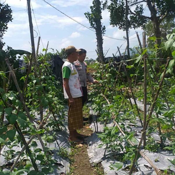 Sinergi Polri-Warga: Pekarangan Rumah di Jagaraga Disulap Jadi Penyangga Ketahanan Pangan