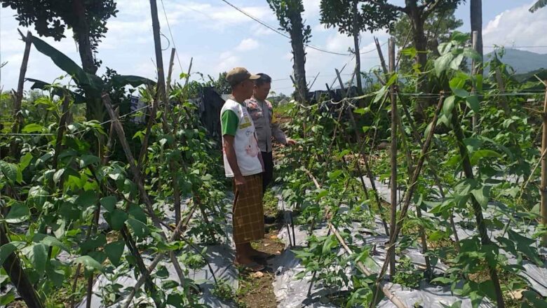 Sinergi Polri-Warga: Pekarangan Rumah di Jagaraga Disulap Jadi Penyangga Ketahanan Pangan