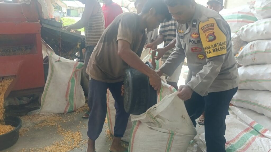 Jaga Kualitas, Polri Bantu Petani Lombok Barat Pipil Jagung