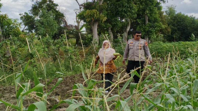 Jaga Ketahanan Pangan, Polsek Labuapi Dorong Warga Tanam di Rumah