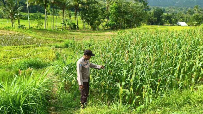 Cek Ladang Jagung, Polri Pastikan Petani Produktif